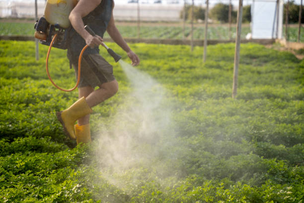 Best Wasp Removal Services  in Kapaau, HI