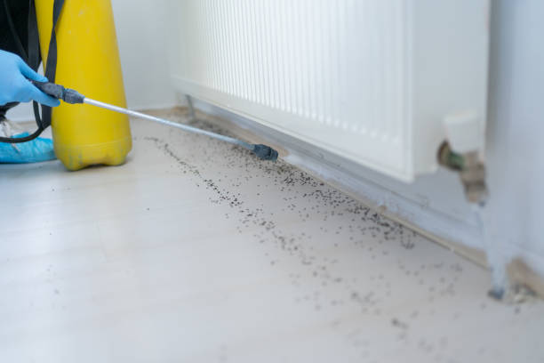 Best Cockroach Control Services  in Kapaau, HI