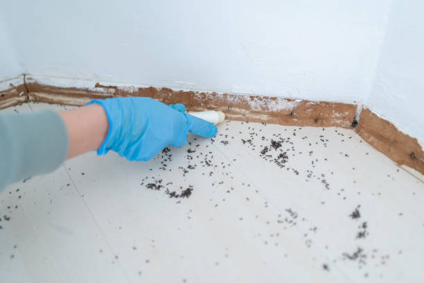 Best Local Pest Control Services  in Kapaau, HI